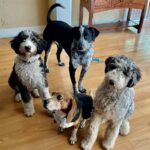 4 dogs